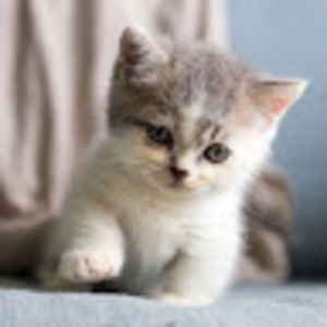 Meet your Posher, Josie